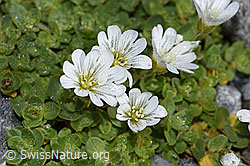 Einblütiges Hornkraut (Cerastium uniflorum) (F188848) Einblütiges Hornkraut (Cerastium uniflorum) (F188848)