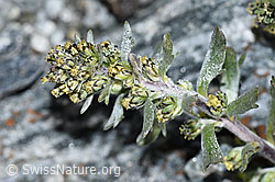 Ährige Edelraute (Artemisia genipi) (F188858) Ährige Edelraute (Artemisia genipi) (F188858)