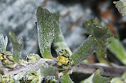 Ährige Edelraute (Artemisia genipi) (F188859) Ährige Edelraute (Artemisia genipi) (F188859)