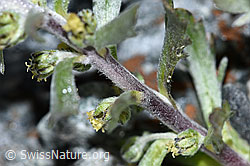 Ährige Edelraute (Artemisia genipi) (F188860) Ährige Edelraute (Artemisia genipi) (F188860)