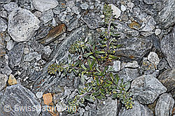 Ährige Edelraute (Artemisia genipi) (F188864) Ährige Edelraute (Artemisia genipi) (F188864)