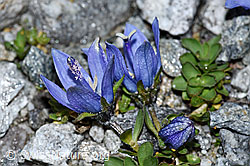 Campanula cenisia (F188867)