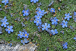 Himmelsherold (Eritrichium nanum) (F188970) Himmelsherold (Eritrichium nanum) (F188970)