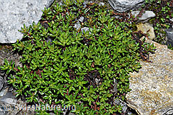 Bewimperter Steinbrech (Saxifraga aizoides) (F188992)