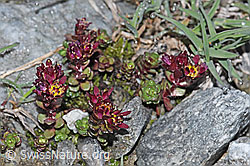 Zweiblütiger Steinbrech (Saxifraga biflora) (F188996) Zweiblütiger Steinbrech (Saxifraga biflora) (F188996)