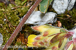 Alpen-Wundklee (Anthyllis vulneraria ssp. alpestris) (F189623)