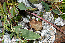 Alpen-Wundklee (Anthyllis vulneraria ssp. alpestris) (F189624)
