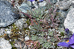 Alpen-Leinkraut (Linaria alpina) (F189639) Alpen-Leinkraut (Linaria alpina) (F189639)