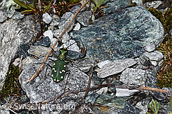 Gallischer Sandlaufkäfer (Cicindela gallica). (F189718)