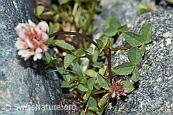 Foto: Bleicher Klee (Trifolium pallescens)