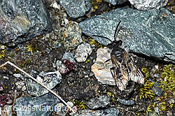 Foto: Gewöhnliche Zwergsandbiene (Andrena minutula)