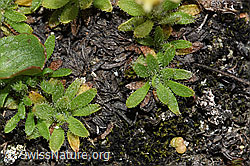 Séguiers Steinbrech (Saxifraga seguieri) (F190062) Séguiers Steinbrech (Saxifraga seguieri) (F190062)