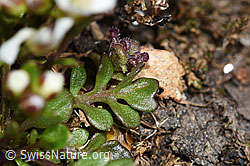 Foto: Kurzstängelige Gämskresse (Pritzelago alpina ssp. brevicaulis)