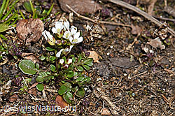 Foto: Kurzstängelige Gämskresse (Pritzelago alpina ssp. brevicaulis)
