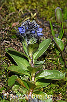 Alpen-Ehrenpreis (Veronica alpina) (F190089)