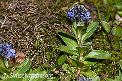 Alpen-Ehrenpreis (Veronica alpina) (F190090)