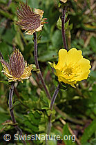 Geum reptans (F190120)