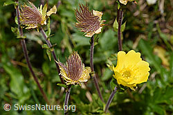 Kriechende Berg-Nelkenwurz (Geum reptans) (06.08.2021, F190121)
