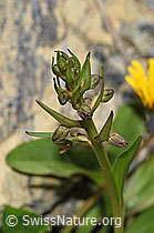 Grüne Hohlzunge (Coeloglossum viride) (F190132) Grüne Hohlzunge (Coeloglossum viride) (F190132)