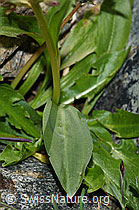 Grüne Hohlzunge (Coeloglossum viride) (F190133) Grüne Hohlzunge (Coeloglossum viride) (F190133)