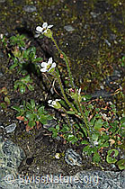 Mannsschild-Steinbrech (Saxifraga androsacea) (06.08.2021, F190137)