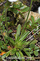Foto: Stumpfblättriger Mannsschild (Androsace obtusifolia)