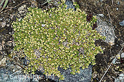 Alpen-Bruchkraut (Herniaria alpina) (06.08.2021, F190149)