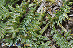 Foto: Alpen-Spitzkiel (Oxytropis campestris)