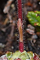 Trauben-Steinbrech (Saxifraga paniculata) (F190232) Trauben-Steinbrech (Saxifraga paniculata) (F190232)