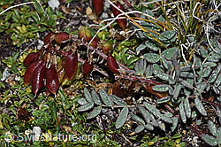 Foto: Alpen-Spitzkiel (Oxytropis campestris)