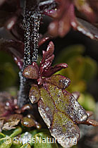 Foto: Zwerg-Augentrost (Euphrasia minima)
