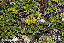 Foto: Quendelblättrige Weide (Salix serpillifolia)