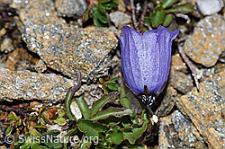 Foto: Niedliche Glockenblume (Campanula cochleariifolia)