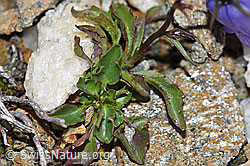 Foto: Niedliche Glockenblume (Campanula cochleariifolia)