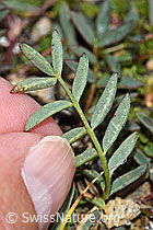 Foto: Alpen-Spitzkiel (Oxytropis campestris)