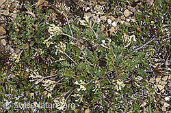 Foto: Alpen-Spitzkiel (Oxytropis campestris)