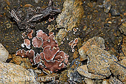 Rotschuppe (Psora decipiens) (08.08.2021, F190311)