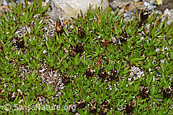 Kalk-Polsternelke (Silene acaulis) (F190341) Kalk-Polsternelke (Silene acaulis) (F190341)