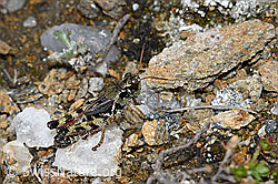 Foto: Nordische Gebirgsschrecke (Bohemanella frigida)