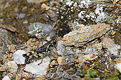 Foto: Nordische Gebirgsschrecke (Bohemanella frigida)