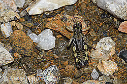 Foto: Nordische Gebirgsschrecke (Bohemanella frigida)