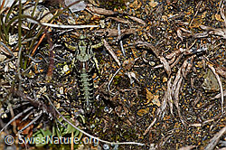 Foto: Nordische Gebirgsschrecke (Bohemanella frigida). Nymphe