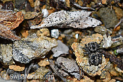 V-Fleck-Springspinne (Aelurillus v-insignitus) (F190355) V-Fleck-Springspinne (Aelurillus v-insignitus) (F190355)