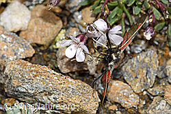 Alpen-Widderchen (Zygaena exulans) an Kriechendem Gipskraut (Gypsophila repens) (08.08.2021, F190413)