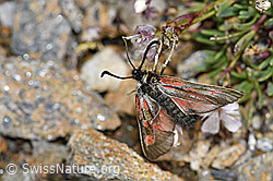 Alpen-Widderchen (Zygaena exulans) an Kriechendem Gipskraut (Gypsophila repens) (08.08.2021, F190415)