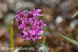 Alpen-Pechnelke (Silene suecica) (F190446)