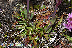 Alpen-Pechnelke (Silene suecica) (F190455)
