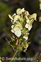 Knolliges Läusekraut (Pedicularis tuberosa) (F190462)