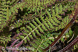 Knolliges Läusekraut (Pedicularis tuberosa) (F190463)