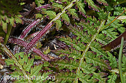 Knolliges Läusekraut (Pedicularis tuberosa) (F190464)